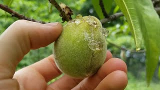 Protecting Peaches From Bugs Without Spraying [upl. by Chrotoem]