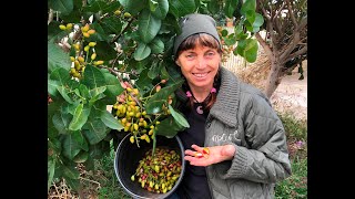 Pistachio Growing pistachio trees and harvesting your crop in Melbourne [upl. by Nodaj]