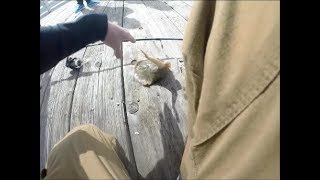 STUNG BY A STINGRAY INSANE FOOTAGE [upl. by Peery]