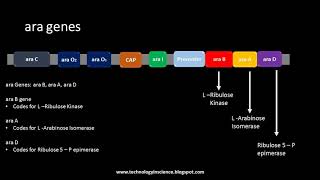 Arabinose Operon  ara Operon [upl. by Casi]