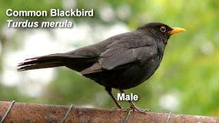 Blackbird  Common Blackbird Birdsong [upl. by Brana931]