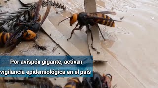 México activa vigilancia epidemiológica por avispón gigante asiático [upl. by Wake409]