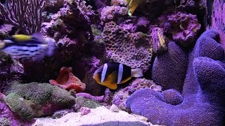 Clarkii Clownfish Feeds Blue Carpet Anemone [upl. by Liscomb179]