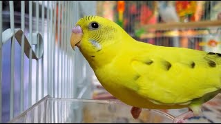 LONELY parakeets HELP the budgies chirp and sing [upl. by Hsirk]