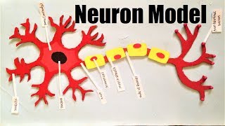 neuron structure model making project DIY  howtofunda  science project  still model [upl. by Imarej]