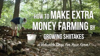 How to Make Extra Money Farming  Grow Shiitake Mushrooms  Organic Permaculture and NoTill Farm Ag [upl. by Tarah]