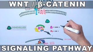 WntβCatenin Signaling Pathway [upl. by Judenberg765]