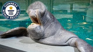 Oldest Manatee  Guinness World Records [upl. by Hume281]