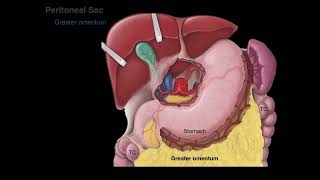 Peritoneum tutorial [upl. by Egarton]