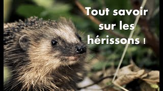 Tout savoir sur les hérissons 🦔 [upl. by Justicz896]