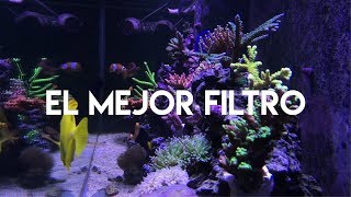 El mejor filtro para un acuario marino [upl. by Mathia308]