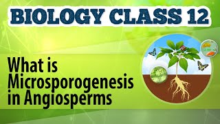 What Is Microsporogenesis in Angiosperms  Reproduction in Plants  Biology Class 12 [upl. by Honey]