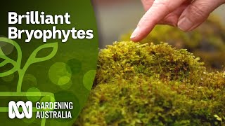 Brilliant Bryophytes  Hornworts Liverworts Mosses  Gardening Australia [upl. by Atila]