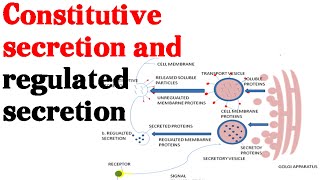 Constitutive secretion and regulated secretion  protein secretion pathway [upl. by Carter]