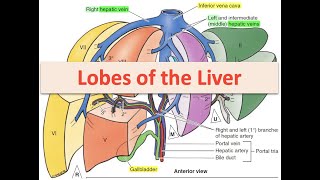 Lobes of the Liver [upl. by Johan717]