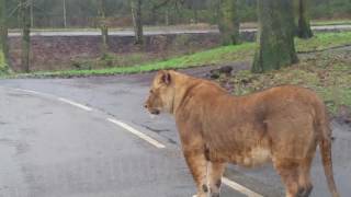 lion jumped on my car in safari park knowsley [upl. by Ycniuq585]