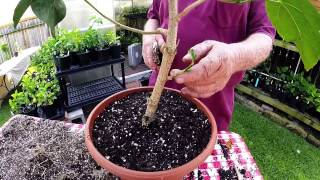 Repotting Hibiscus [upl. by Nauqyaj975]