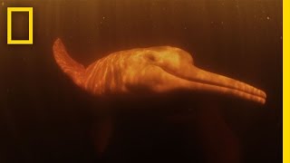 Pink River Dolphins  Untamed Americas [upl. by Ancalin]