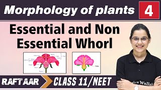 Morphology in Plants 04  Essential amp Non Essential Whorl  Class 11NEET  RAFTAAR [upl. by Lovich246]