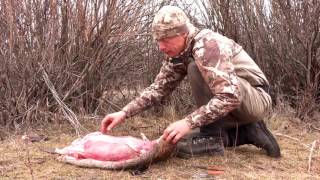 How to Skin a Beaver with Steven Rinella [upl. by Okoyk]