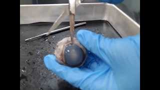 3minute Cow Eye Dissection [upl. by Enilekcaj]