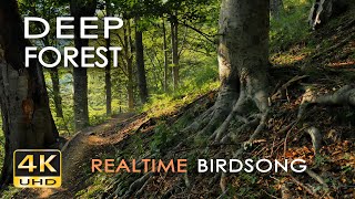 4K Deep Forest  8 Hours NO LOOP Birdsong  Robin amp Blackbird Singing  Relaxing Nature Ambiance [upl. by Alvie]