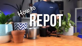 How to repot a plant  Beginners Guide to Repotting [upl. by Hummel851]