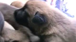 Creating Super Puppies Early Neurological Stimulation [upl. by Morrill]