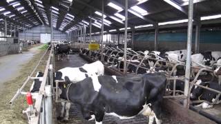 Dutch dairy farming [upl. by Inad24]