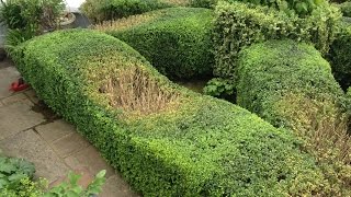 topiary top tips [upl. by Aihsekyw]