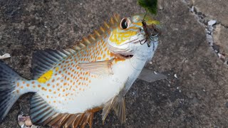 Rabbit Fish Fishing [upl. by Coster]