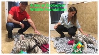 A Day at Zoological Wildlife Foundation with Exotic Animals MiamiFL [upl. by Kamp]