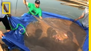 Giant Freshwater Stingray  National Geographic [upl. by Bunce76]