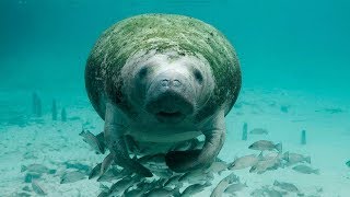 10 Amazing Facts about Manatees [upl. by Heida843]