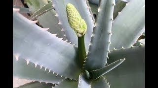 Las flores comestibles del aloe vera  Cómo consumirlas  RECETA [upl. by Neleb]