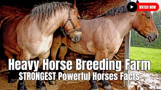 Heavy Horse Breeding Farm  STRONGEST Powerful Horses Facts [upl. by Ethelbert136]