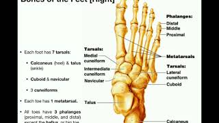 Anatomy  Specific Bones of the Feet [upl. by Grossman]