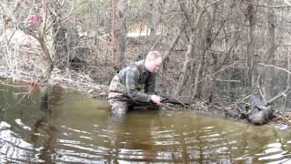 Beaver Trapping  Dam Break Set [upl. by Tereb]