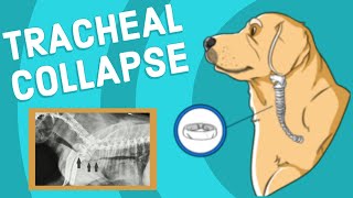 Tracheal Collapse in Dogs  Vet Explains [upl. by Notfa970]