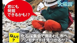 化石発掘大阪湾岸に恐竜時代を見た！アンモナイトをさがせ [upl. by Helyn18]