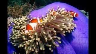 Clownfish and Sea Anemones [upl. by Supat]