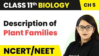 Description of Plant Families  Morphology of Flowering Plants  Class 11 Biology [upl. by Zicarelli76]