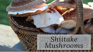 Using and Preserving Shiitake Mushrooms [upl. by Langsdon]