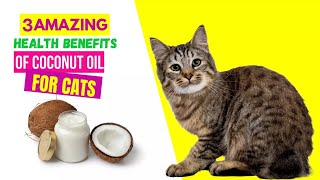 3 AMAZING Health Benefits Of Coconut Oil For Cats🐅🐈 [upl. by Oster866]