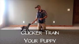 Clicker Training Your New Puppy  Part 1  Upland Bird Dog Training [upl. by Nyl]