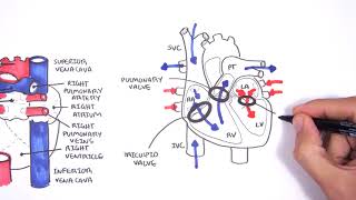 Retroperitoneal space and Retroperitoneal organs [upl. by Etnuaed]