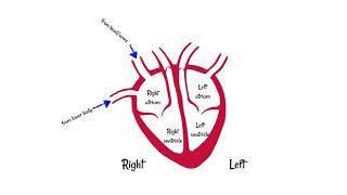 Structure of the Heart [upl. by Daffie]