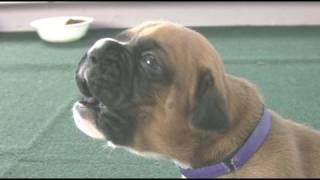 Boxer Puppies Howl in HD [upl. by Barvick]