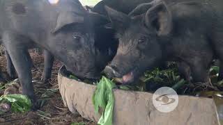 Manejo sustentable del cerdo criollo  La Finca de Hoy [upl. by Yatnahc]