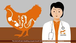 Coccidiosis in broilers and layer pullets [upl. by Thierry560]